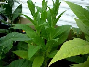 Tobacco plants in outdoor pots, Video 1A