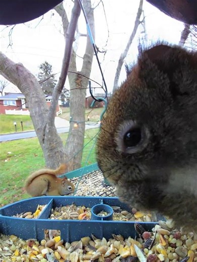 talking squirrel #nature #wildlife #squirrel #squirrels squir