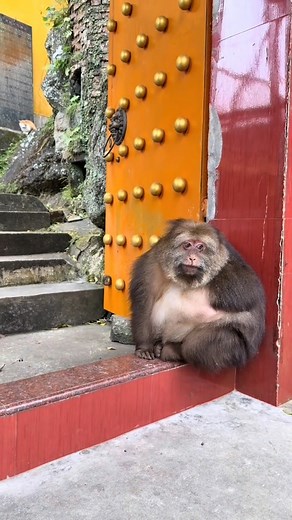 38K views · 2.2K reactions | Xing Xing  #Xingxingmokey #xingxing #monkey | Xing Xing Monkey | Facebook