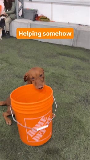 K9 Academy | Dog Training & Behaviour Modification on Instagram