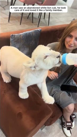 Abandoned baby lion was luckily rescued.