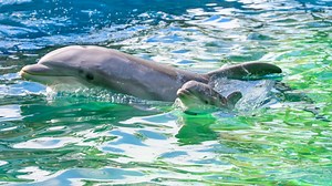 First-time dolphin mom gives birth to calf at SeaWorld Orlando