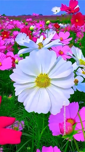 Flowers Garden Tour 4K | Beautiful Flowers in Full Bloom"