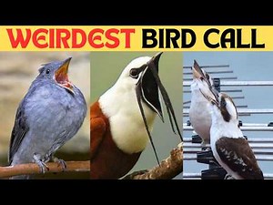 Scariest Bird Sounds Ever recorded 😨 | Creepiest Bird Calls You Won’t Believe!