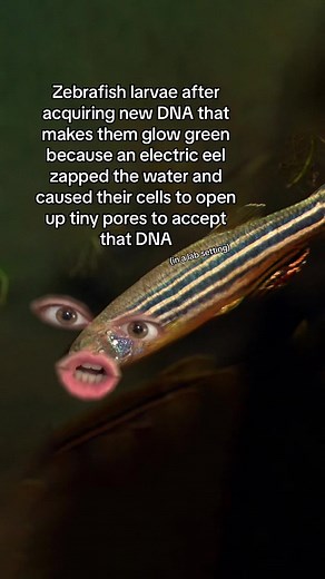 Although this zebrafish and electric eel experiment did happen under human supervision, in nature, animals are using horizontal gene transfer to create genetic hybrids without a human in sight. Check out our full video for more information. #science #scishow #genetics #biology