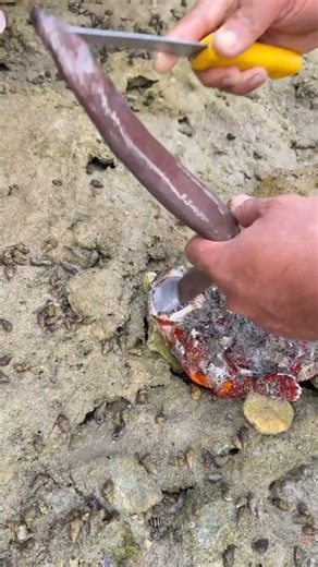 😱 Strange Sea Creature Found Under the Rocks!