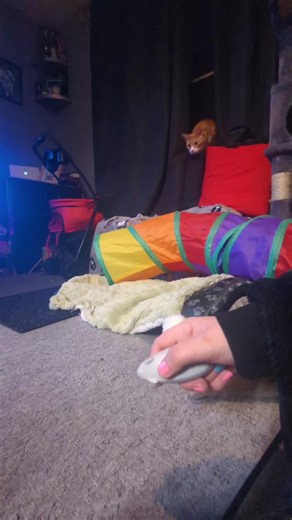 Goose the Cat's Adorable Tiger Feet