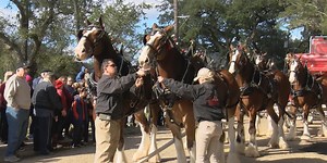 Budweiser Clydesdales to make return to Ocean Springs