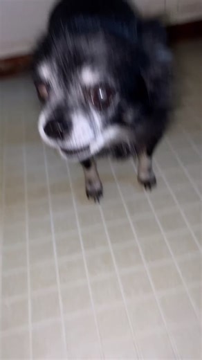 Pudgywoke (@pudgywoke)’s videos with original sound - Pudgywoke