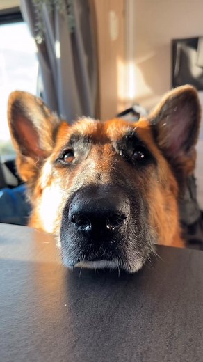 81K views · 6.4K reactions | Tutorial on how to be cute af  | German Shepherd Universe | Facebook