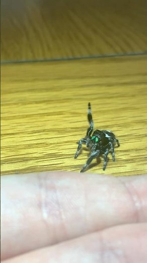 Rocky the friendly Regal jumping spider climbing onto my hand #jumpingspider #shorts #spooder