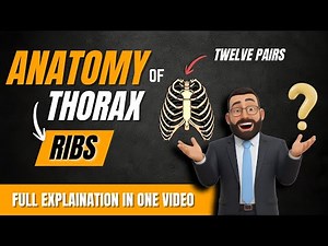 Ribs (costae) | Anatomy, Classification & Functions | Thorax
