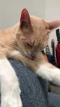 Ringworm in Cats: How to Spot It Quickly and Effectively!