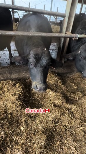 Dairy Farms in Canada: A Look into the Industry