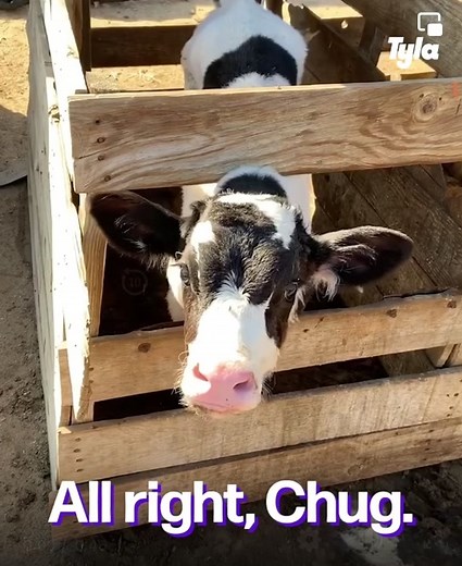 Chugging Challenge Fail Compilation