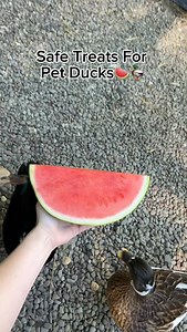 7K views · 5.1K reactions | This is basically just a duck ASMR compilation 閭 Always remember that treats should only be 10% or less of a ducks diet. Their waterfowl pellets have all the essential vitamins & nutrients they need to thrive and feeding too many treats can throw off their nutrient intake and leave them deficient in some areas while consuming too much of others 謹閭 #DunkinDucks #Ducks #PetDucks #DuckASMR #ASMR #Quack #FarmAnimals #BackyardDucks | Dunkin Ducks | Facebook