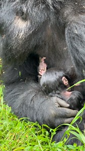 A new life in the wild. 🦍💚 Watch how this baby gorilla came into the world — gently welcomed, protected, and carried close by its mother from the very first moment. Nature’s purest miracle. 🌿✨ Follow us for more gorilla experiences. For inquiries and bookings: WhatsApp: 256 773 286 136 Email: kisembosimbauganda@gmail.com Website: www.kisembosimbauganda.com All rights reserved. #BabyGorilla #GorillaBirth #GorillaTrekking #UgandaWildlife #WildlifeMoments | Moses Kisembo