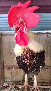 #fblifestyle Adorable Rooster Crowing Loudly | Amazing Rooster Crowing Sounds #animal #rooster #chicksounds #adorablechicksvideo #amazingbuffchicks #beautifulchickssound #amazingbabychickenvideo #roosterCrowingSound #roosterCrowingSoundCompilation @top fans #roosterCrowingSoundCompilation | Wild BIRDS