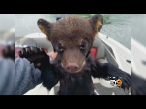 Fisherman Saves Baby Bear From Lake