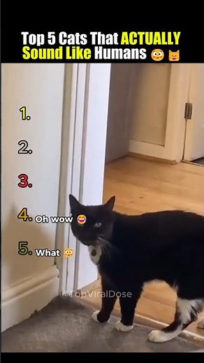 Top 5 Cats That ACTUALLY Sound Like Humans 😳🐱
