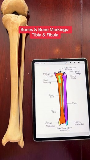 Bones & Bone Markings- Tibia & Fibula #tibia #fibula #bones #skeleton #skeletalsystem #anatomy #sciencetok #anatomylab #nursingschool #nursingstudent #medstudent #anatomyclass #study #anatomylesson #anatomyandphysiology #anatomyteacher #studytok