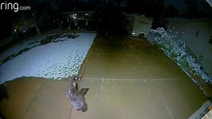 23K views · 1.1K reactions | When the weather outside gets frightful but the snow is so delightful, try taking a page from this bear cub's book: Bundle up, look around, and try to catch some fallin' snowflakes. ❄️ ☃️  Enjoy this charming video of two black bears — a mother and her cub — caught on camera while taking a nice evening urban stroll through someone's front yard.  courtesy Ring . com, CC BY. | Center for Biological Diversity | Facebook