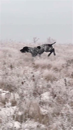 No bird can escape this dog! #hunting #gsp #hunt #huntingdog #pheasant #dogtraining #uplandhunt