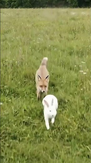 Red Fox Chasing The White Rabbit in Stunning European Meadow – Real Wildlife Action #redfox #nature