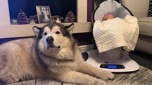 Giant baby protector! | Life with malamutes