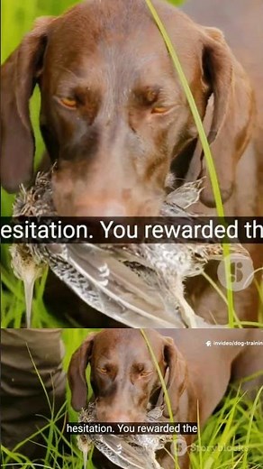 I Tested The BEST & WORST Dog Training Hacks
