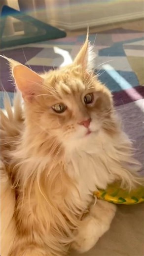 Playing So Gently… Just Ruby Things 🐾💛