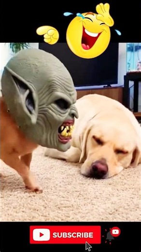 Funny Dog with scary masks 😱 #dogs #funny #shorts