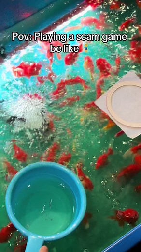 Loqii Catching Goldfish: Arcade Game Fun at Japan's Funfair