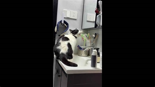 Cat plays with toothbrush in bathroom in Hubei, China