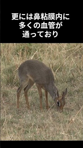 [Shocking] The world's smallest deer that sheds thick, gooey tears #DikDik #AnimalFacts #Interest...