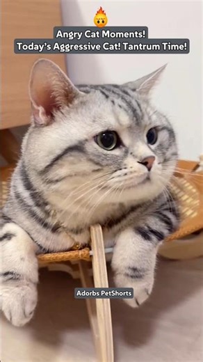 😾Angry Cat Moments! Today’s Aggressive Cat! Tantrum Time! #shorts #aggressive #cutecat