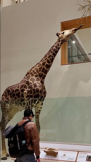 Smithsonian National Museum of Natural History 🦒 | 4K Relaxing Walk in Washington DC