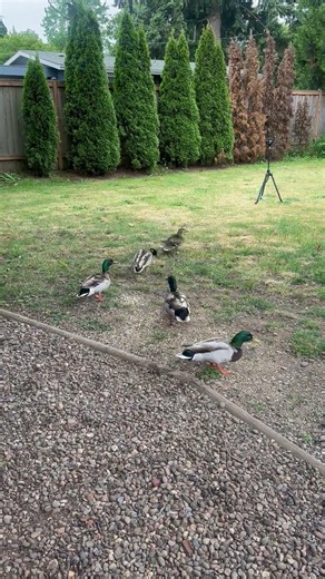 Ducks Gone Wild - Backyard Birder Mallard Duck Edition