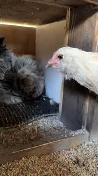 Watch my hen Cleo lay a green egg from start-to-finish... #Shorts #simplychickensofficial