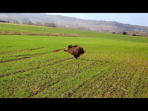 Compilation tir sanglier en battue 2024/2025 édition ShotKam