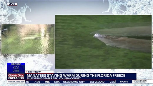 Cold weather brings more manatees to Blue Spring State Park
