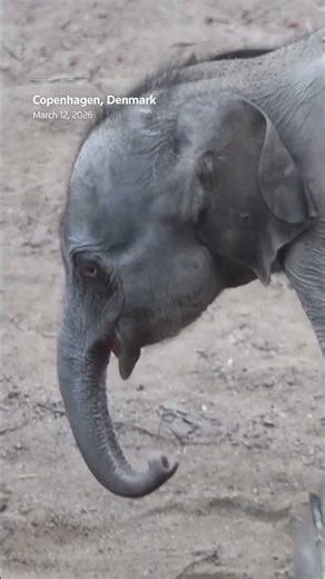 Copenhagen Zoo welcomes baby giraffe and elephant