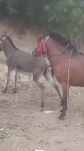 #HorseLove #EquinePassion #HorseLovers #HorseObsessed #HorseLife #HorseAddict #HorsebackRiding #HorsePower #HorseFamily #HorseBonding | Horse Story