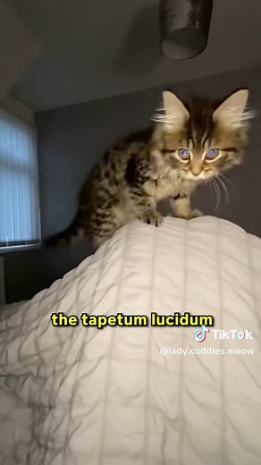 Why Do Cats' Eyes Glow in the Dark?