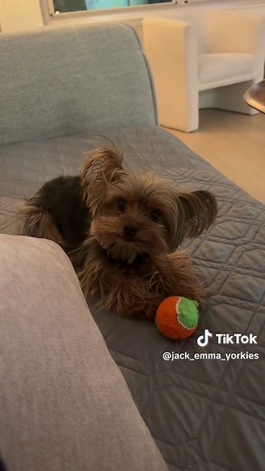 Understanding Post-Meal Waiting Periods for Dogs