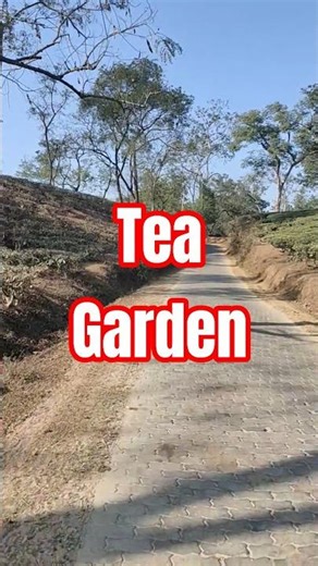 Tea Garden Road journey Shorts 2