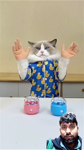 👀😺cat mini hands-on experiments! ✋...