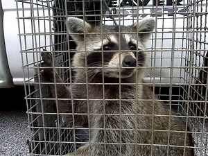 Best Raccoon Trap in [year]: Expert Reviews – Pest Control Hacks