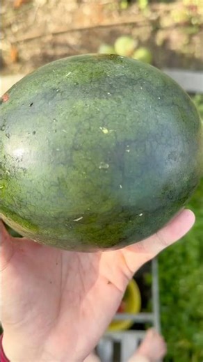 Experiment: Will a watermelon explode if it falls from a high place?