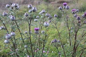 Invasion de chardons dans le jardin : quelles solutions ? - Gamm vert